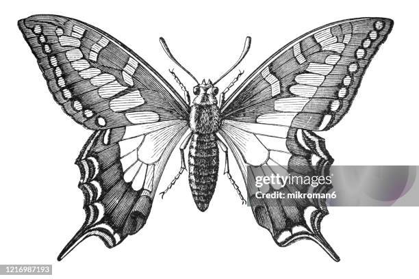 old engraved illustration of swallowtail butterfly - entomology. antique illustration, popular encyclopedia published 1894. copyright has expired on this artwork - gravure illustratietechniek stockfoto's en -beelden