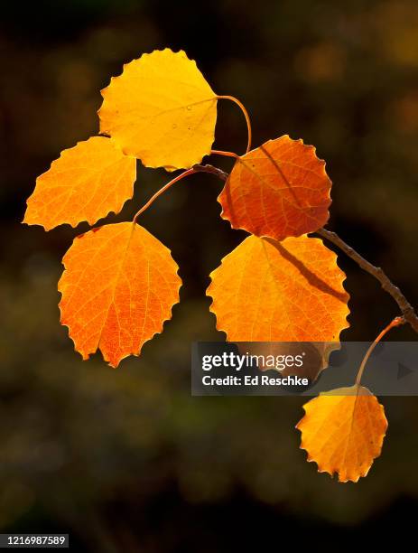 bigtooth aspen (populus grandidentata), autumn leaves - populus grandidentata stock pictures, royalty-free photos & images