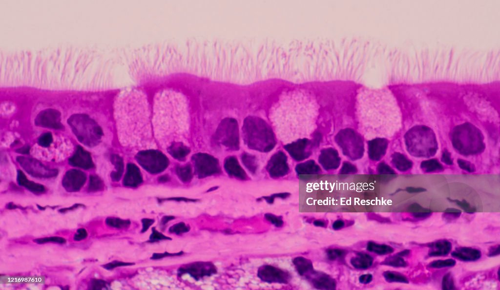CILIATED EPITHELIUM and GOBLET CELLS---PSEUDOSTRATIFIED CILIATED COLUMNAR EPITHELIUM, Trachea, 250X