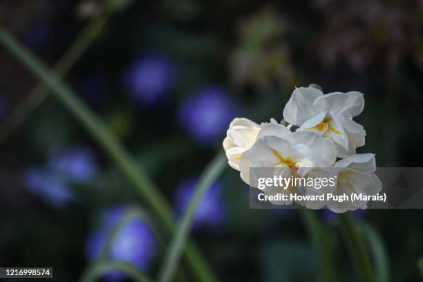 narcissus still life - narcissus mythological character 個照片及圖片檔