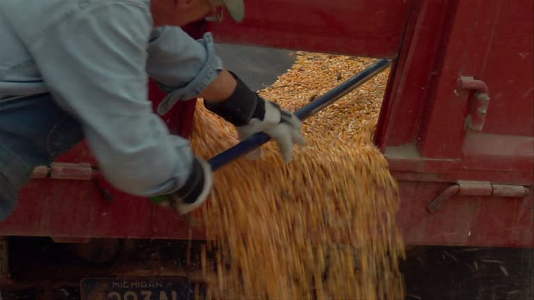 Corn Ruck 1,055 Grain Truck Unloading Stock Videos, Footage, & 4K Video Clips ...
