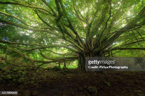 banyan tree forest near hana, maui, hawaii - banyan tree stockfoto's en -beelden