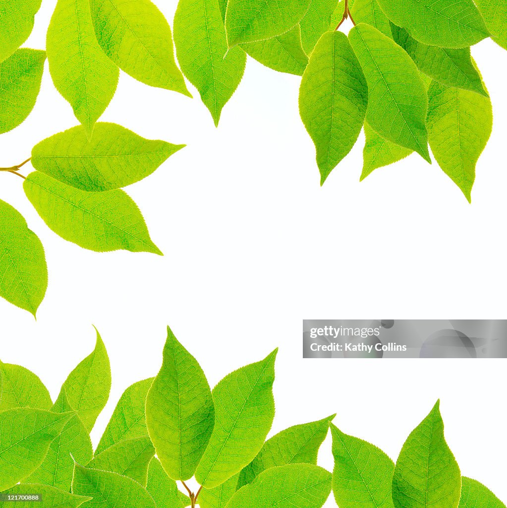 Fresh green leaves against a white background