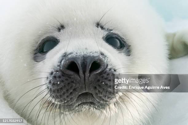 harp seal (pagophilus groenlandicus) saddleback seal or greenland seal - harp seal stock pictures, royalty-free photos & images