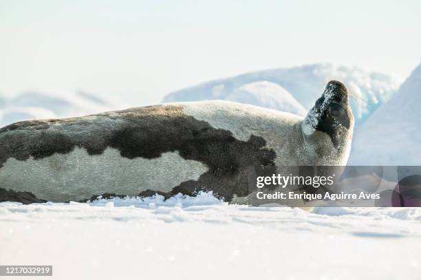 Harp Seal Applique Embroidered Patch - 3-1/8" Iron-On - Saddleback Greenland Marine Mammal - Patch Parlor