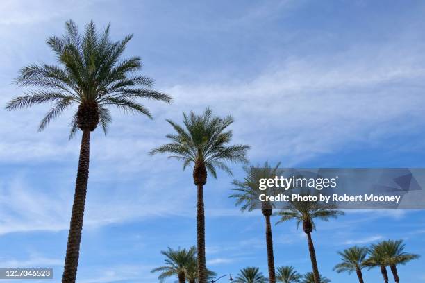 row of palm trees - henderson nevada photos et images de collection