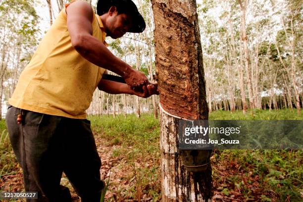 plantar árboles de caucho para la producción de látex - látex fotografías e imágenes de stock