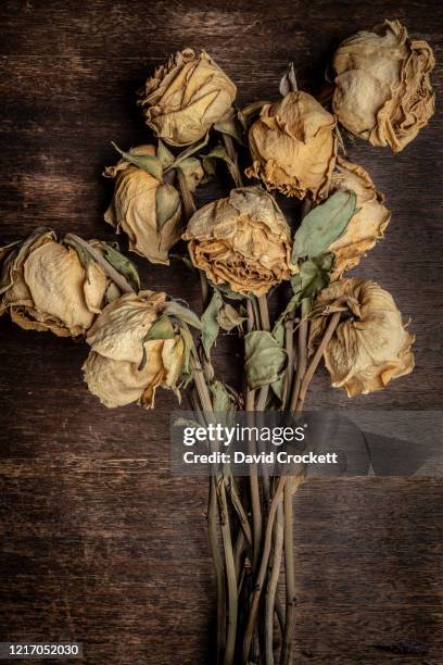 7 077点の花 枯れるのストックフォト Getty Images 7 077点の花 枯れるのストックフォト Getty Images