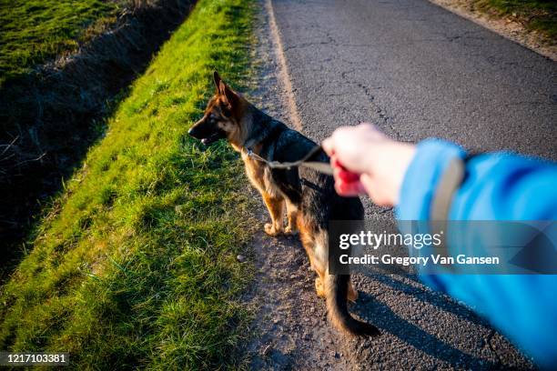 walking with dog - alsatian stock pictures, royalty-free photos & images