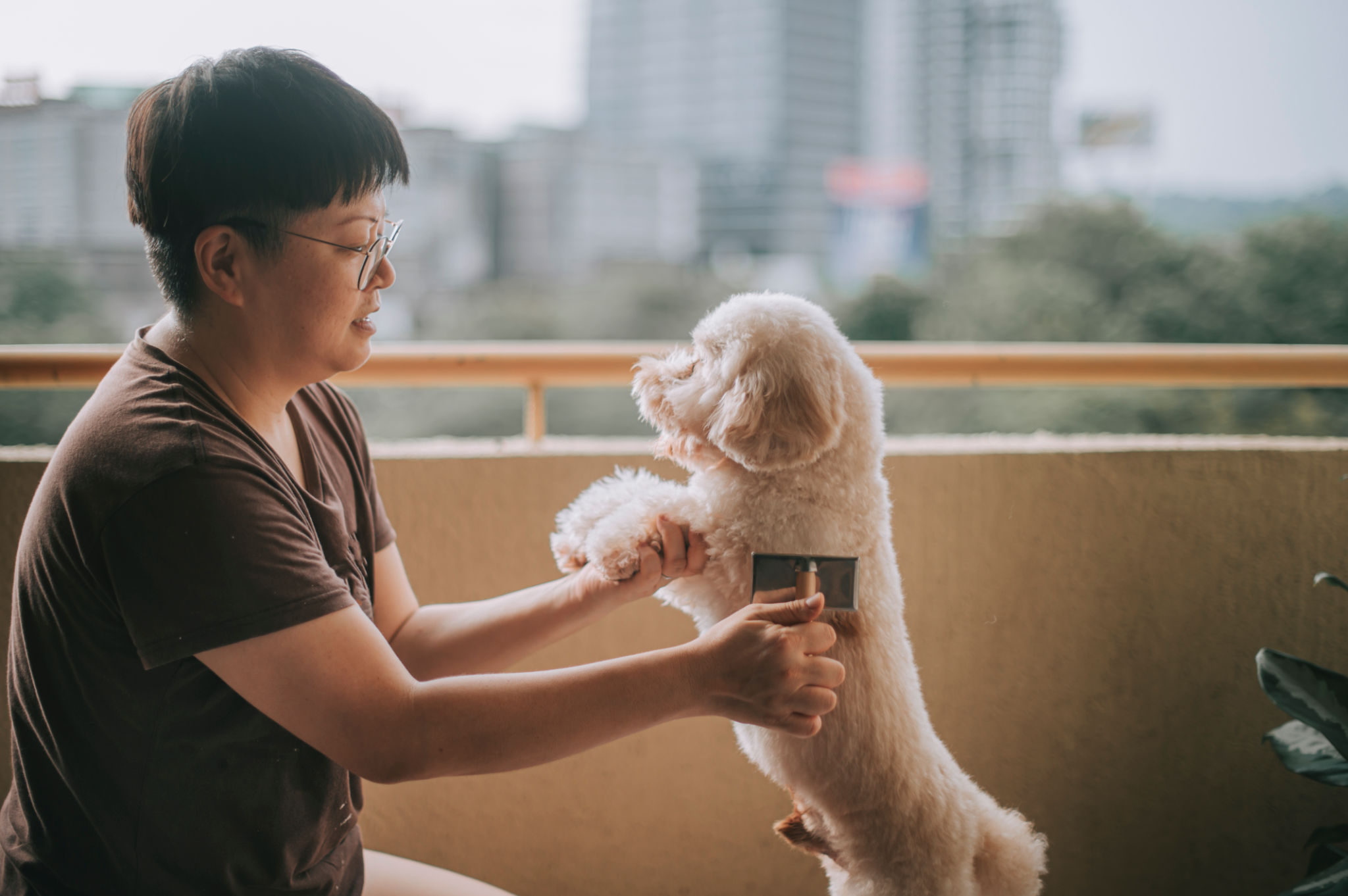 dog brushing
