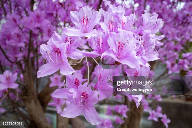 purple azalea in bloom - azalee stock-fotos und bilder