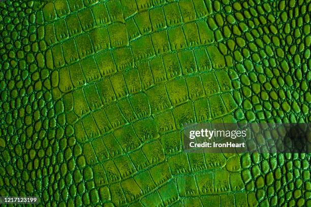 green leather of genuine crocodile skin - crocodile pattern stock pictures, royalty-free photos & images