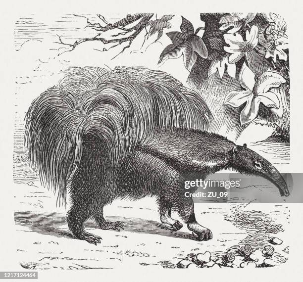 Ilustraciones, imágenes clip art, dibujos animados e iconos de stock de Oso Hormiguero Gigante - Getty Images Ilustraciones, imágenes clip art, dibujos animados e iconos de stock de Oso Hormiguero Gigante - Getty Images