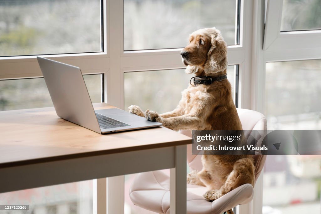 Dog working with laptop