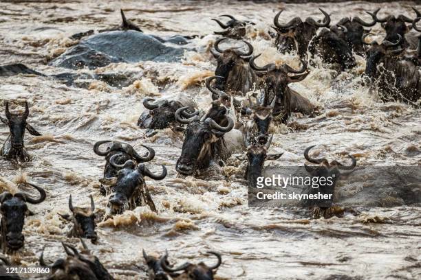 herd of wildebeest migrating across mara river. - wildebeest stampede stock pictures, royalty-free photos & images