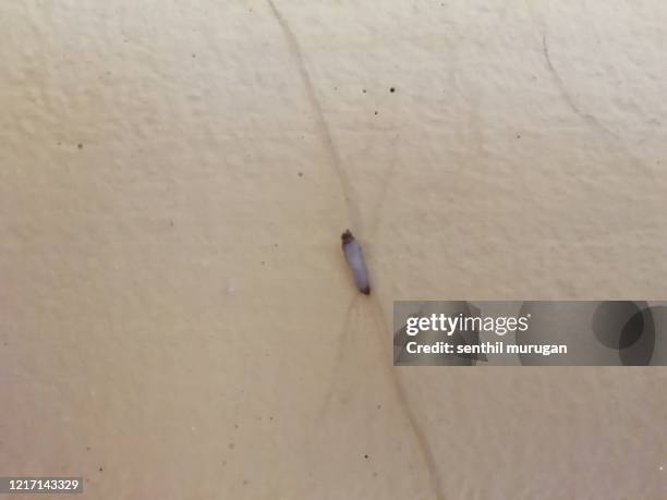 Plaster Insect Bag Worms Photos and Premium High Res Pictures - Getty Images