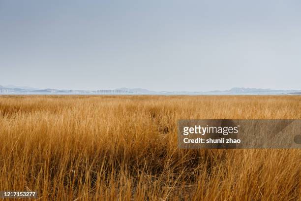 grassland in autumn - tall stock-fotos und bilder