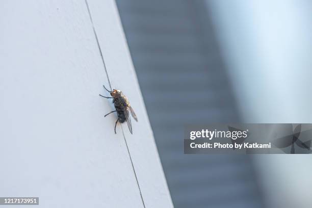 common housefly on the side of a house - fly insect stock pictures, royalty-free photos & images