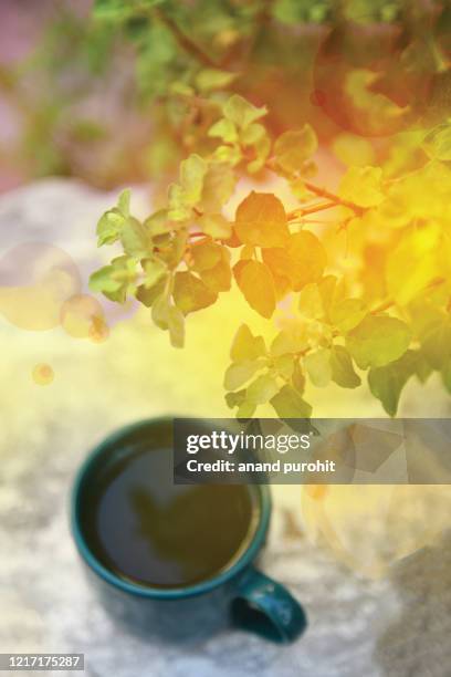 herbal tea cup with holy basil plant in background in morning mood - tulsi stock pictures, royalty-free photos & images