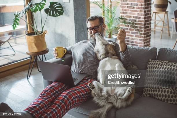 cozy working evening during pandemic - dog sofa stock pictures, royalty-free photos & images