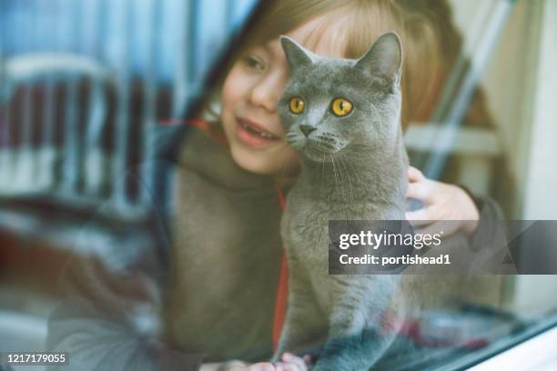 barn med katt - purebred cat bildbanksfoton och bilder