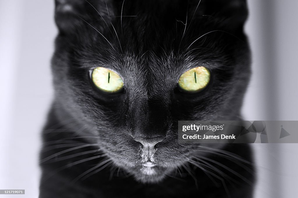 Black Cat with Yellow Eyes, Portrait with Extreme Detail of Whiskers and Nose