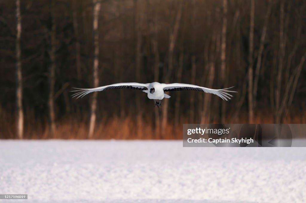 Flying crane