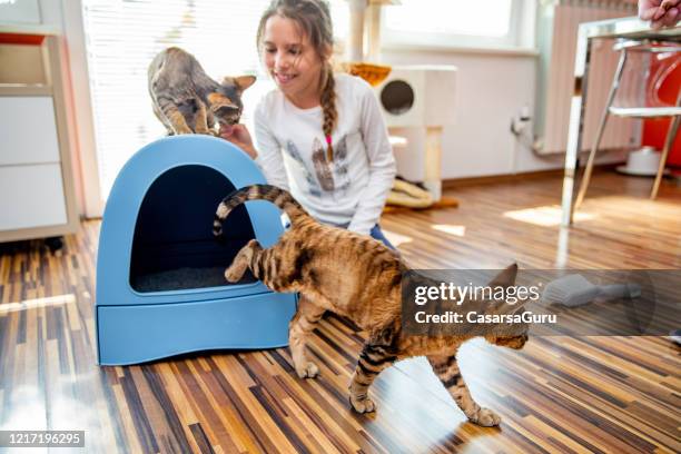 little pet owner teaching kittens to use a litter box. - litter box stock pictures, royalty-free photos & images