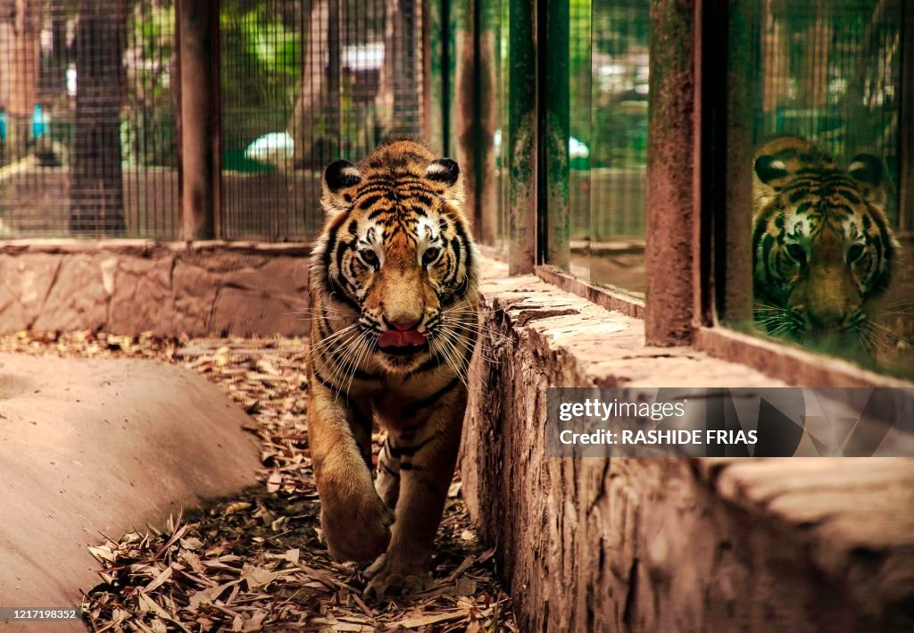 A bengal tiger is seen at the zoo in Culiacan, Sinaloa state, Mexico,... News Photo - Getty Images A bengal tiger is seen at the zoo in Culiacan, Sinaloa state, Mexico,... News Photo - Getty Images