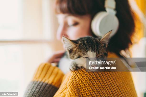 home sweet home during covid-19 pandemic - kitten stock pictures, royalty-free photos & images