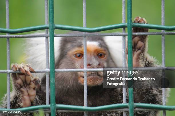 caged marmoset - animales en cautiverio fotografías e imágenes de stock