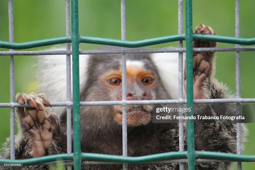 Caged marmoset