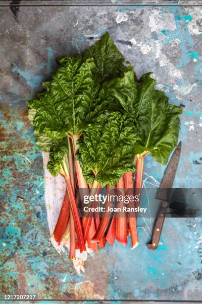 rhubarb - rhubarbe stock pictures, royalty-free photos & images