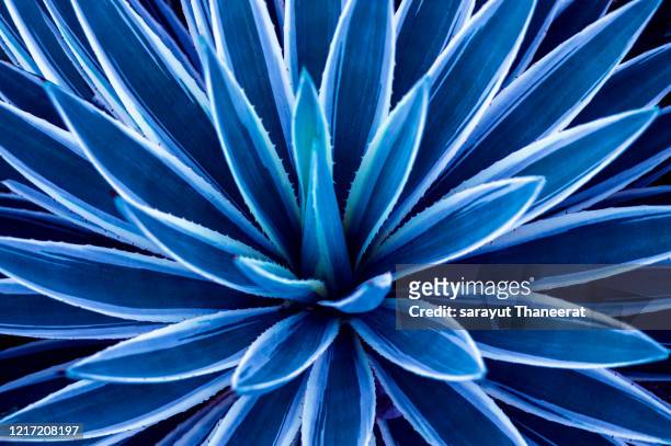 bush leaves top view abstract, natural, blue tone - blue agave stock-fotos und bilder