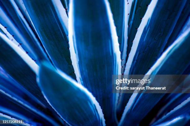 bush leaves top view abstract, natural, blue tone - blue agave stock-fotos und bilder