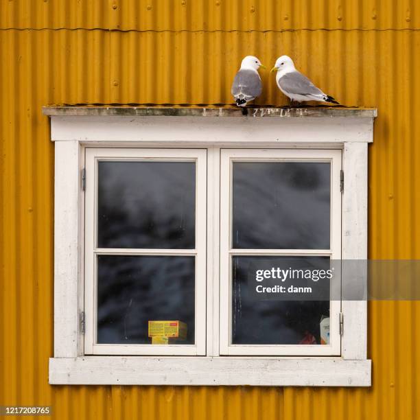 two seagulls in love on a window of a yellow house in nusfjord. lofoten island, norway. - yellow perch stock-fotos und bilder