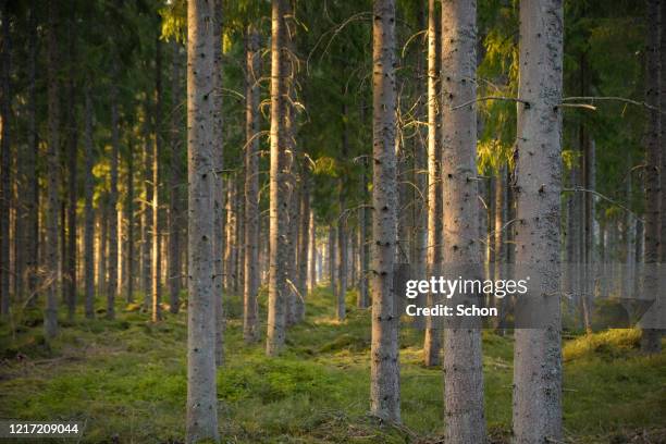 fir forest in evening light in spring - boreal forest stock pictures, royalty-free photos & images