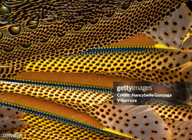 close up pf the vibrant colours of great argus pheasant feathers. - wings circle stock pictures, royalty-free photos & images