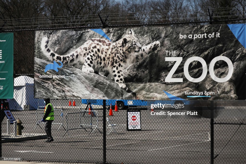 Tiger At Bronx Zoo Tests Positive For Coronavirus