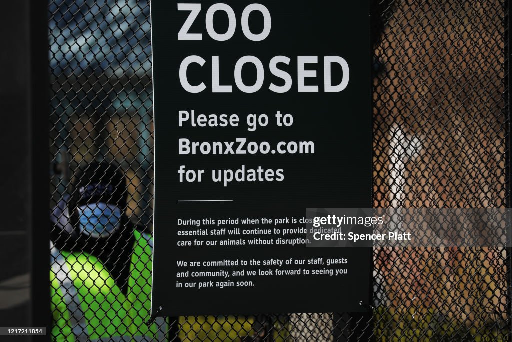 Tiger At Bronx Zoo Tests Positive For Coronavirus