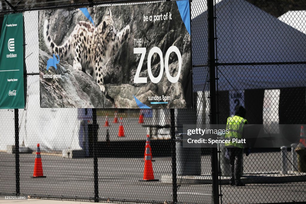 Tiger At Bronx Zoo Tests Positive For Coronavirus