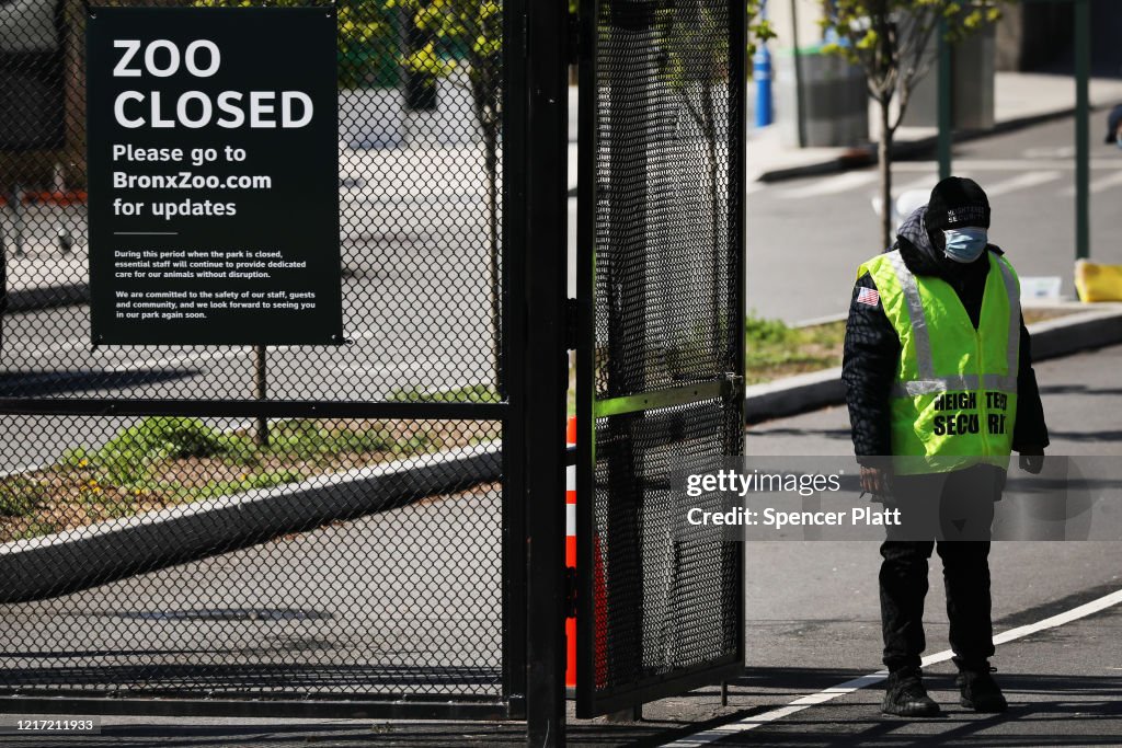 Tiger At Bronx Zoo Tests Positive For Coronavirus