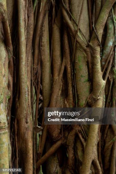 bayan tree aerial roots - banyan tree fotografías e imágenes de stock