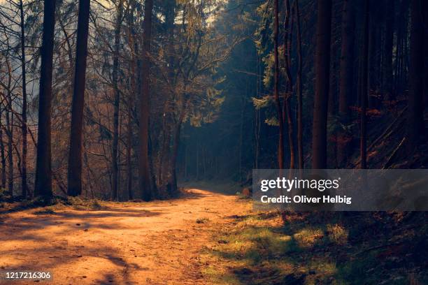 forest scenery with rays of warm light illumining the foliage and a dirt road leading into the scene - road light trail stock pictures, royalty-free photos & images
