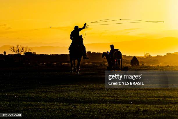 a cowboy riding a "creole" horse trying to tie a mechanical cow - sequence scenes to show step-by-step loop techniques - criollo imagens e fotografias de stock