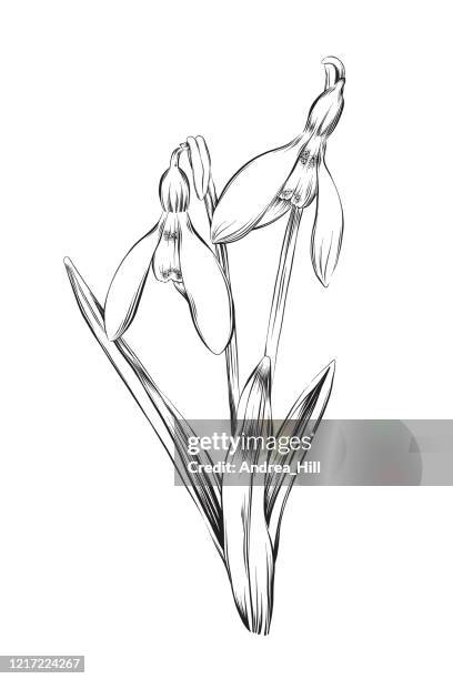 snowdrops ink vector illustration - snowdrop stock illustrations