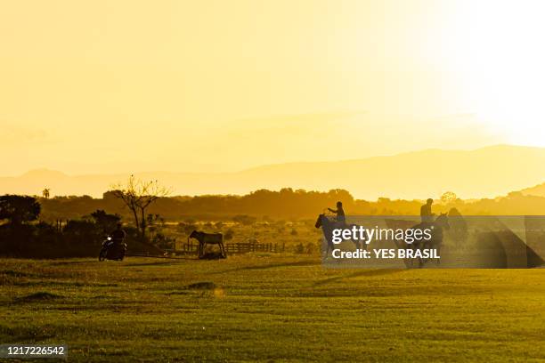 a cowboy riding a "creole" horse trying to tie a mechanical cow - sequence scenes to show step-by-step loop techniques - criollos stock pictures, royalty-free photos & images