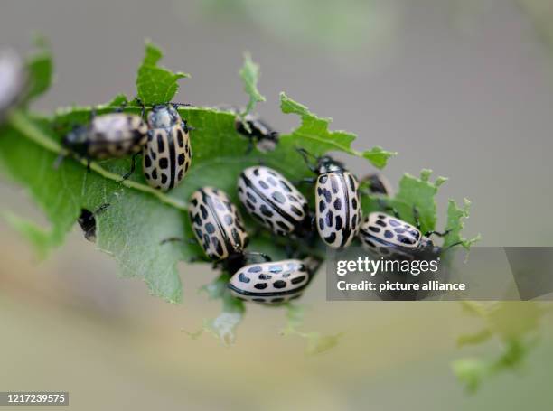 June 2020, Rhineland-Palatinate, Kordel: Spotted willow leaf beetles eat a corkscrew willow completely bare. They can be found from April to August...