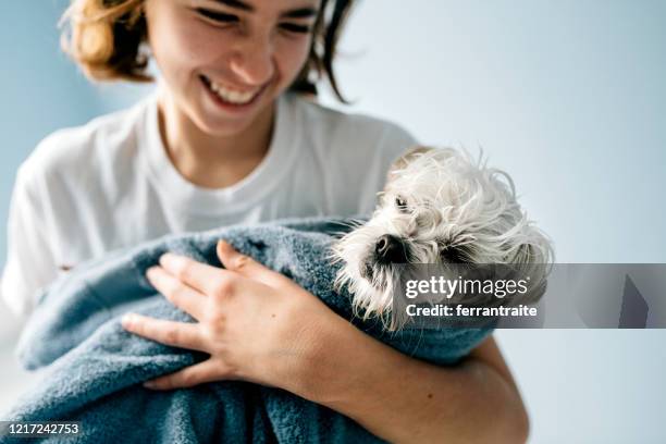 hundebad - bath towels stock-fotos und bilder