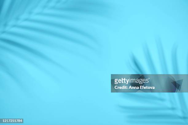 shadow from tropical leaf - palm tree shadow stock pictures, royalty-free photos & images